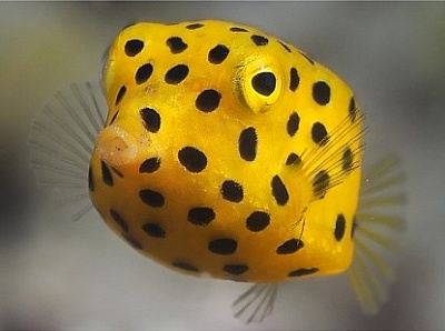 Самые красивые жёлтые рыбки для аквариума